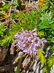 Agathosma serpyllacea