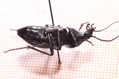 Carabus problematicus