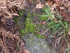 Leptodontium flexifolium