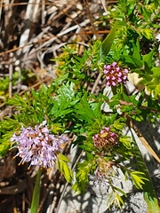 Agathosma serpyllacea