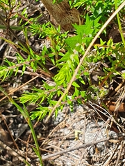 Agathosma serpyllacea