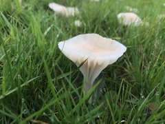 Cuphophyllus virgineus