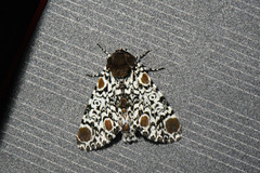 Harrisimemna trisignata