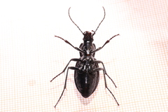 Carabus problematicus