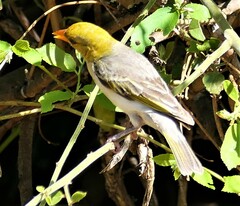 Anaplectes rubriceps