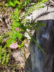 Agathosma serpyllacea