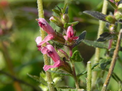 Odontites vernus