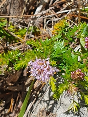 Agathosma serpyllacea