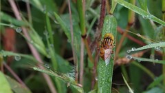 Eristalinus arvorum