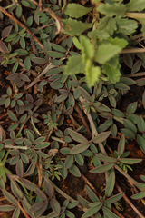 Indigofera spicata