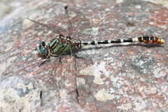 Erpetogomphus lampropeltis