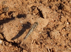 Brachythemis leucosticta