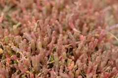 Salicornia natalensis