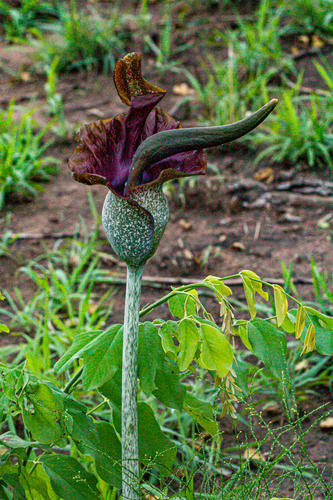 Amorphophallus maximus image