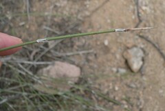 Ephedra trifurca