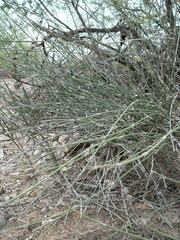Ephedra trifurca