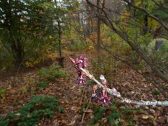 Disanthus cercidifolius