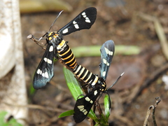 Syntomeida melanthus
