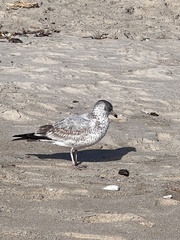 Larus delawarensis