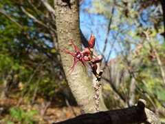 Disanthus cercidifolius