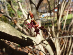Disanthus cercidifolius