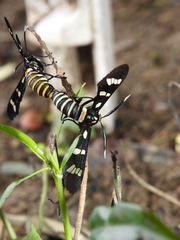 Syntomeida melanthus