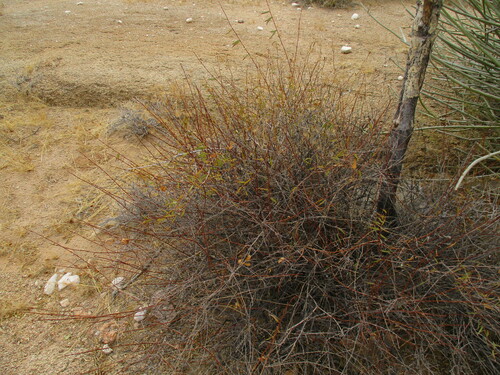 Image of Cryptolepis decidua by no rights reserved