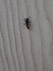 Harmonia axyridis