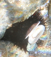 Barbatia barbata