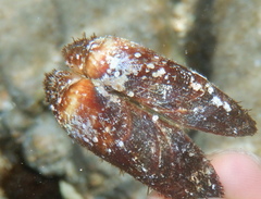 Barbatia barbata
