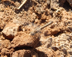 Brachythemis leucosticta