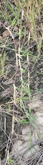 Paspalum distichum