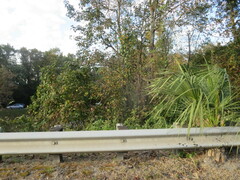 Arecaceae