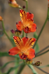 Alstroemeria ligtu