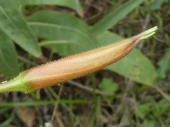 Oenothera glazioviana