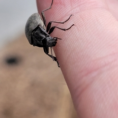 Bothrotes canaliculatus