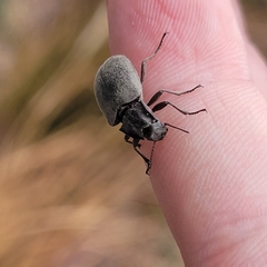 Bothrotes canaliculatus