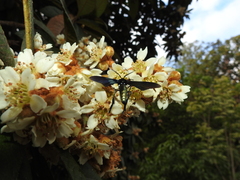 Macrocneme chrysitis