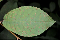 Pucciniastrum areolatum