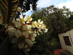 Macrocneme chrysitis