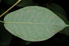 Pucciniastrum areolatum