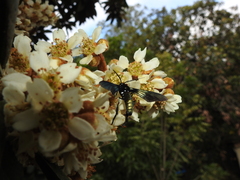 Macrocneme chrysitis