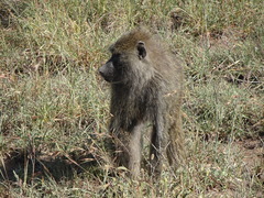 Papio anubis