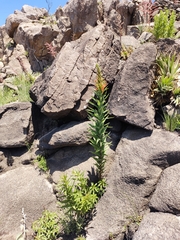 Siphocampylus foliosus