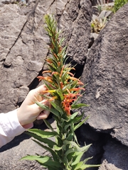 Siphocampylus foliosus