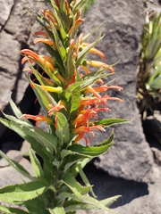 Siphocampylus foliosus