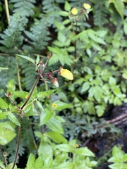 Calceolaria tripartita