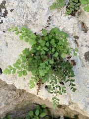 Adiantum capillus-veneris