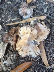 Lactarius argillaceifolius