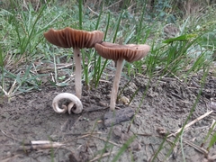 Psathyrella